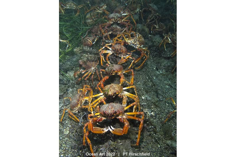 3e Compact Gedrag Pt Hirschfield Spider Crab Conga Line