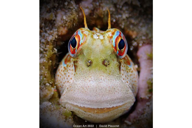 3e Compact Macro David Pleuvret Smile