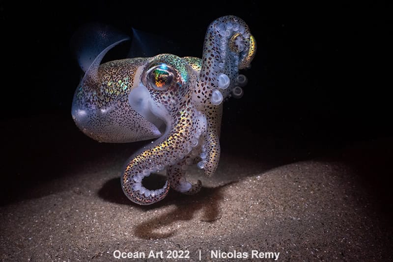 3e Macro Nicolas Remy Southern Bobtail Squid