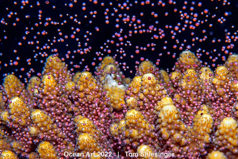 3e Zeeleven Gedrag Tom Shlesinger Coral Spawning