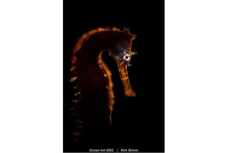 3e Portret Kim Briers Hippocampus Histrix