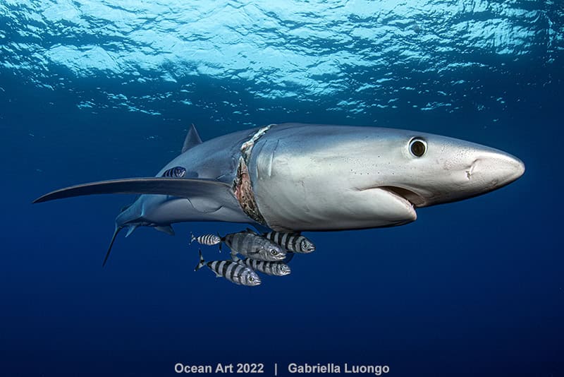 3e Onderwaterbehoud Gabriella Luongo Scar Neck