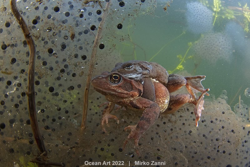 4e Zeeleven Gedrag Mirko Zanni Frog Mates