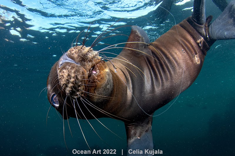 4e Onderwaterbehoud Celia Kujala Hooked Pup