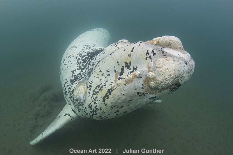 4e Groothoek Julian Gunther The White Whale