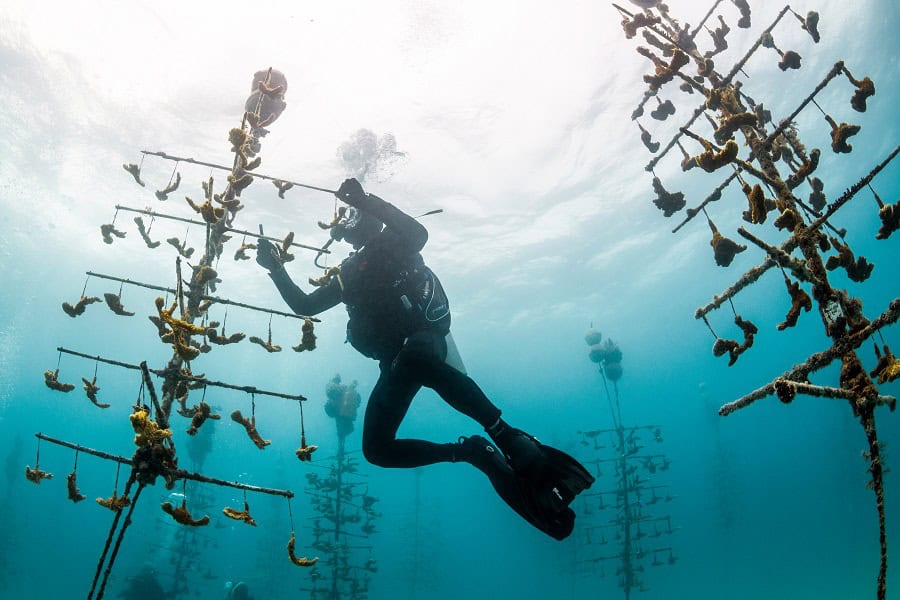 Remuna Beca Conservação Jardins de Coral