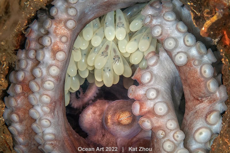 Bestofshow Macro Kat Zhou Octopus Mother