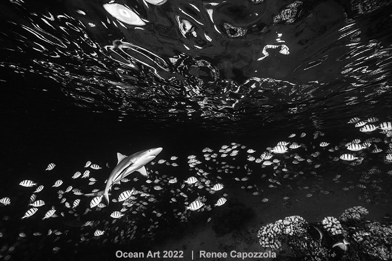 Hm1 Zwart-Wit Renee Capozzola Spawning Scene