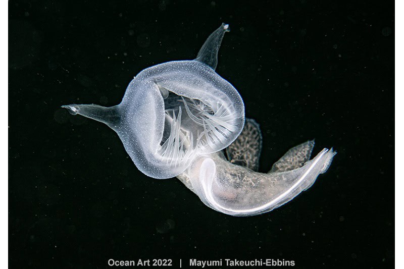 Hm1 Zeenaaktslakken Mayumi Takeuchi Ebbins Ghost In The Sea