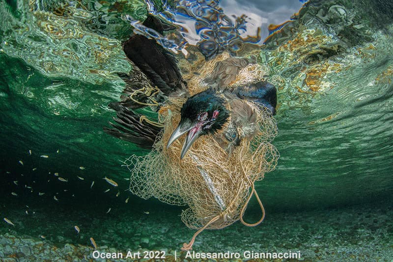 Hm1 Onderwaterbehoud Alessandro Giannaccini The Brutal Death Of The Crow