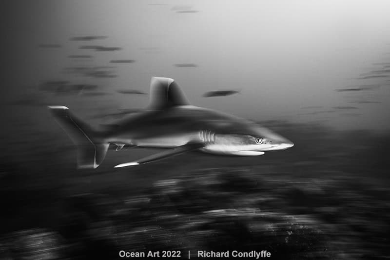 Hm2 Zwart-Wit Richard Condlyffe Silvertip Shark Blur
