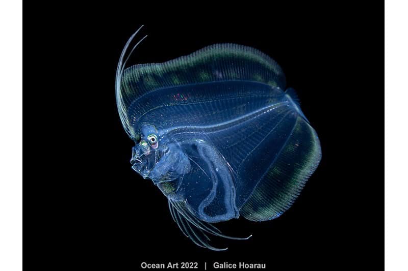 Hm2 Blackwater Galice Hoarau Flatfish Larvae