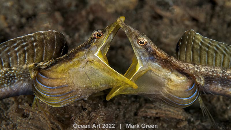 Hm2 Zeeleven Gedrag Mark Green Fighting Blue Throat Pike Blennys
