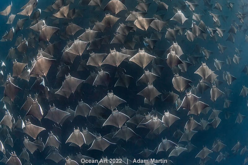 Hm2 Groothoek Adam Martin Mobula Munkiana