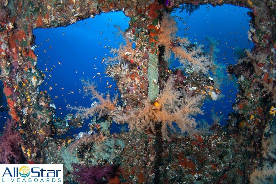 Red Sea Dsc 2741 Copyright All Star Liveaboards