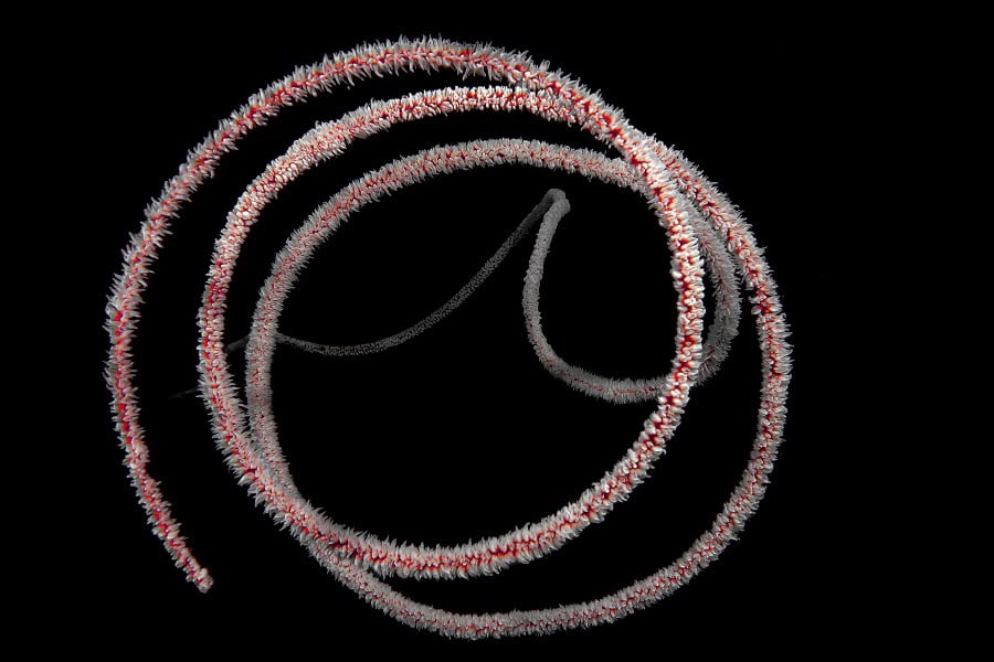 銀色のタツノオトシゴ ポートフォリオアマチュア © マリー・グリアーダン 10
