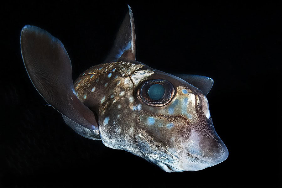 銅色のタツノオトシゴ ポートフォリオ専門家 © クラウディオ・ゾーリ 1