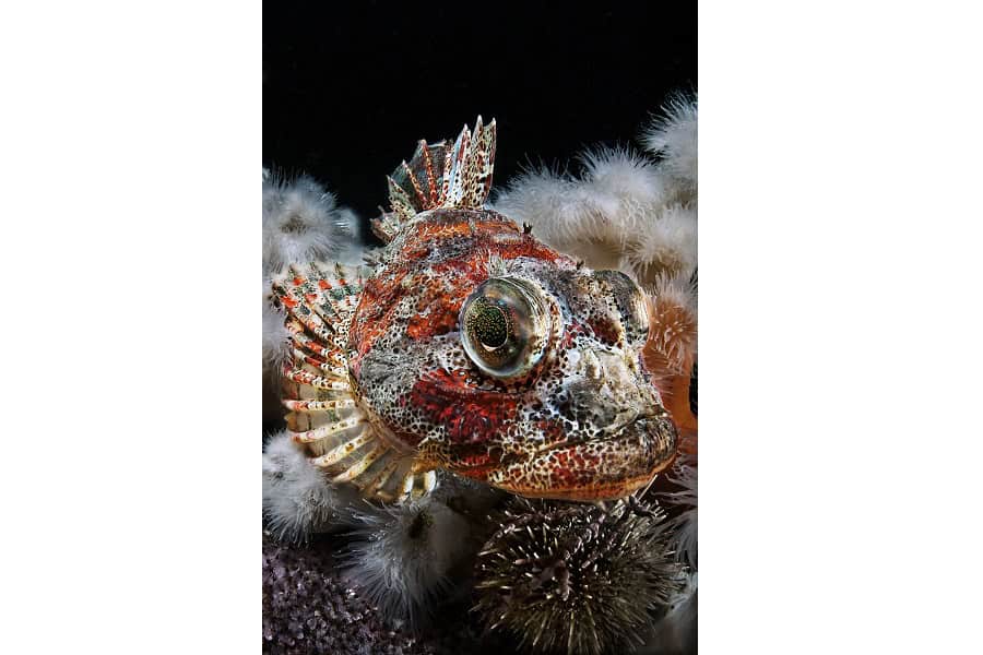 銅色のタツノオトシゴ ポートフォリオ専門家 © クラウディオ・ゾーリ 10