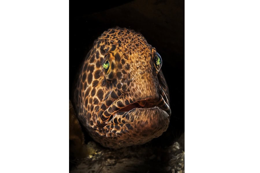 銅色のタツノオトシゴ ポートフォリオ専門家 © クラウディオ・ゾーリ 7