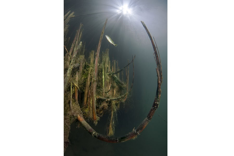 銅色のタツノオトシゴ ポートフォリオ専門家 © クラウディオ・ゾーリ 8