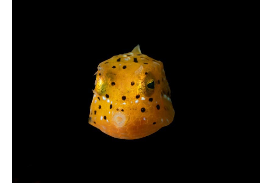 銅色のタツノオトシゴ ポートフォリオアマチュア © ルイ・ジャン・シーグフリード 4