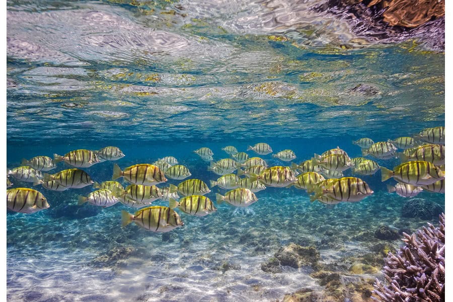 銅色のタツノオトシゴ ポートフォリオアマチュア © ルイ・ジャン・シーグフリード 5