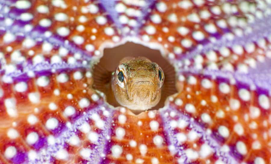 Wod2023 Photo Competition Big And Small Underwater Faces 2nd Place Simon Temple
