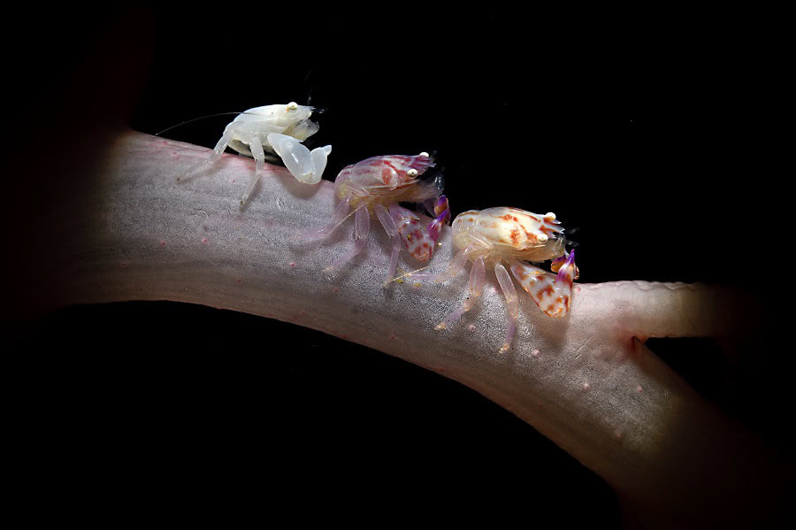 Wod2023 Photo Competition Big And Small Underwater Faces 3rd Place Adriano Morettin