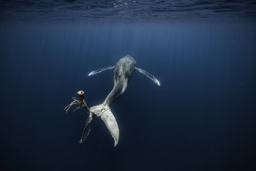Wod2023 Photo Competition No Time To Waste 1st Place Alvaro Herrero 3 Of 3