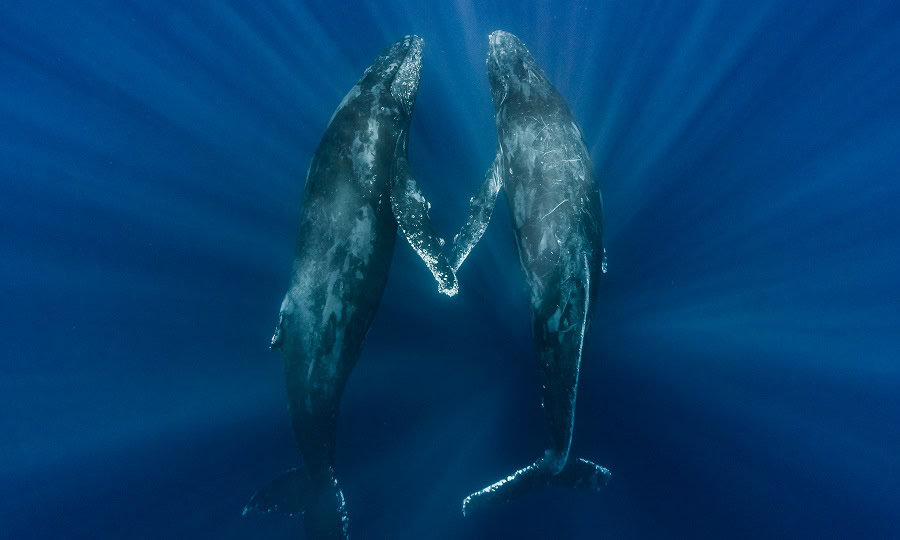 Wod2023 Photo Competition Ocean Is Life 3rd Place Niklas Manger