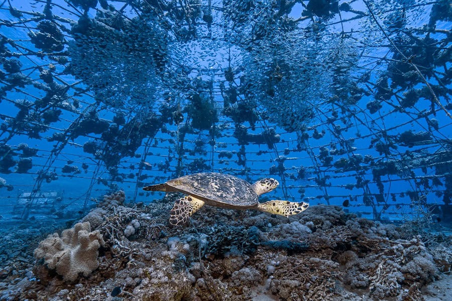 Wod2023 Photo Competition Putting The Ocean First 1st Place Tom Shlesinger