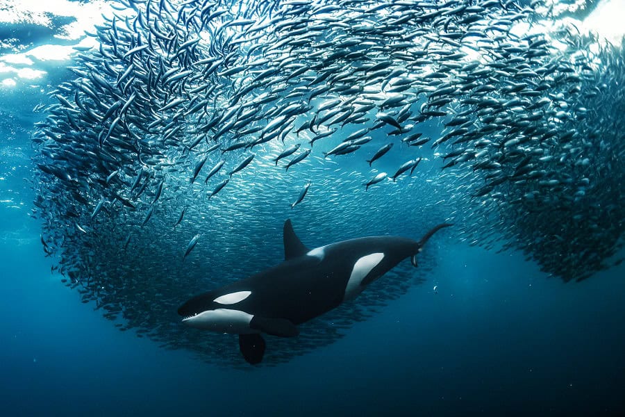 Wod2023 Photo Competition Underwater Seascapes 1st Place Andy Schmid