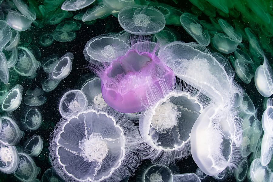 Wod2023 Photo Competition Underwater Seascapes 2nd Place Mayumi Takeuchi Ebbins