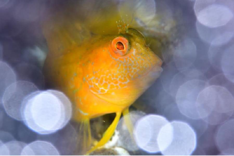 01 Ameeuw 10 2p 8500 Px Poisson