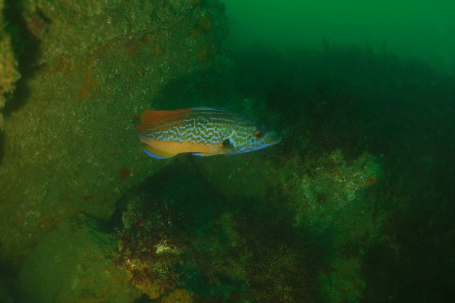 10104 10 1fish 5064
