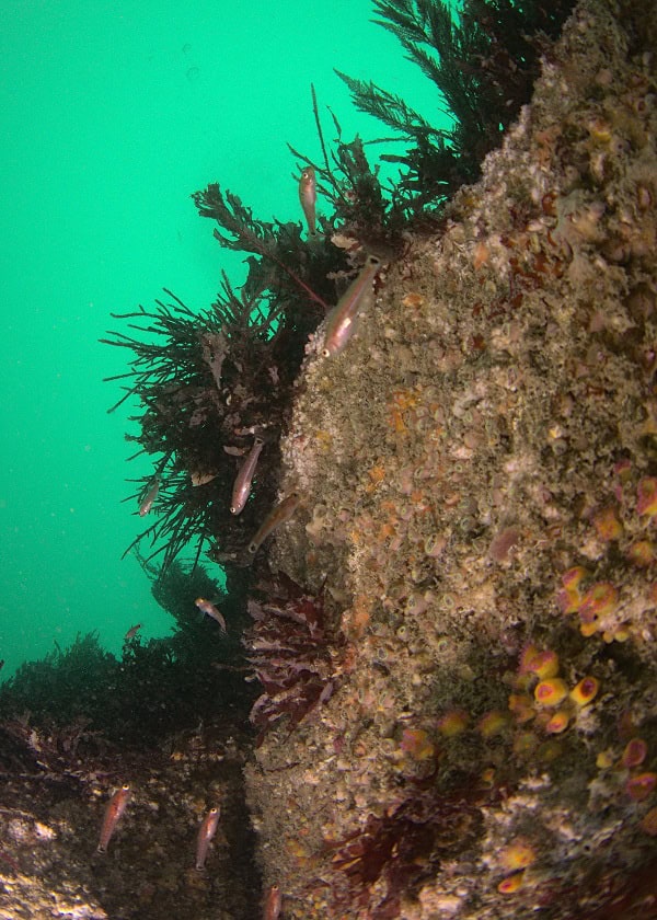 Anfray Fish