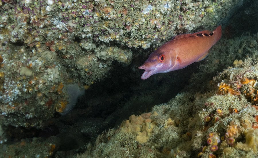 Besnard Fish