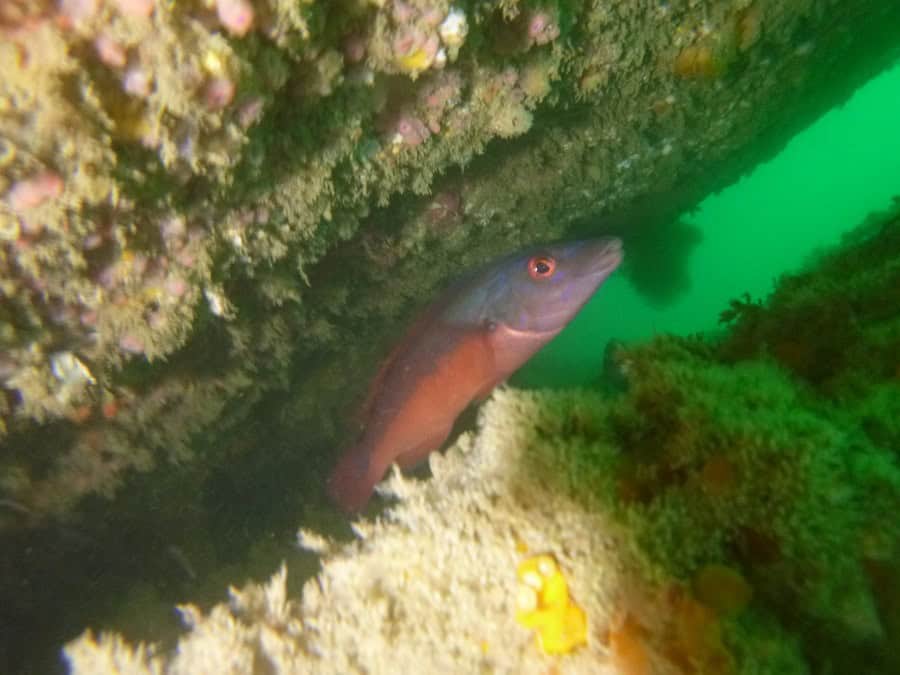 Cauvin Fish2
