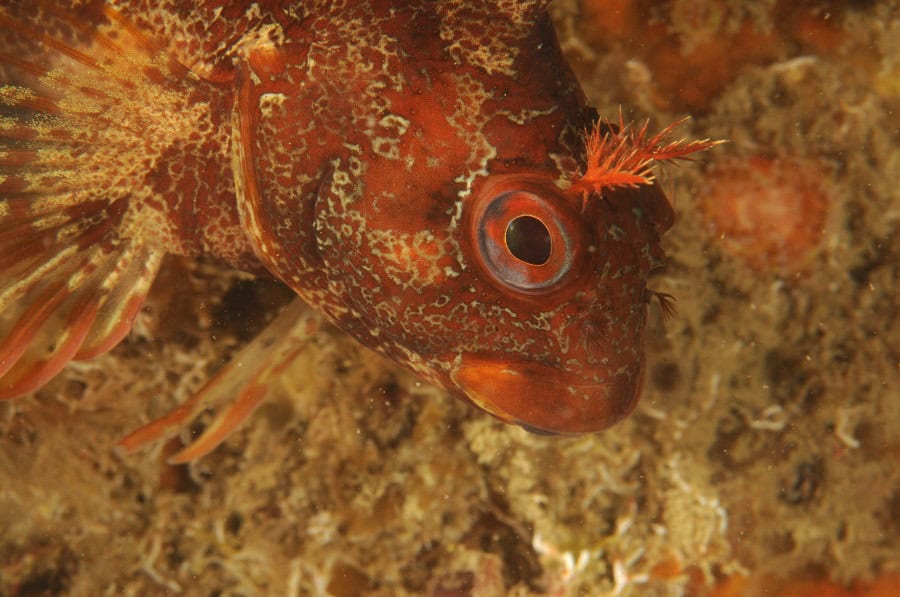 Mansais Fish