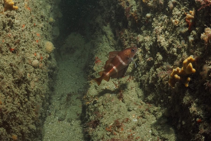 Martin Fish