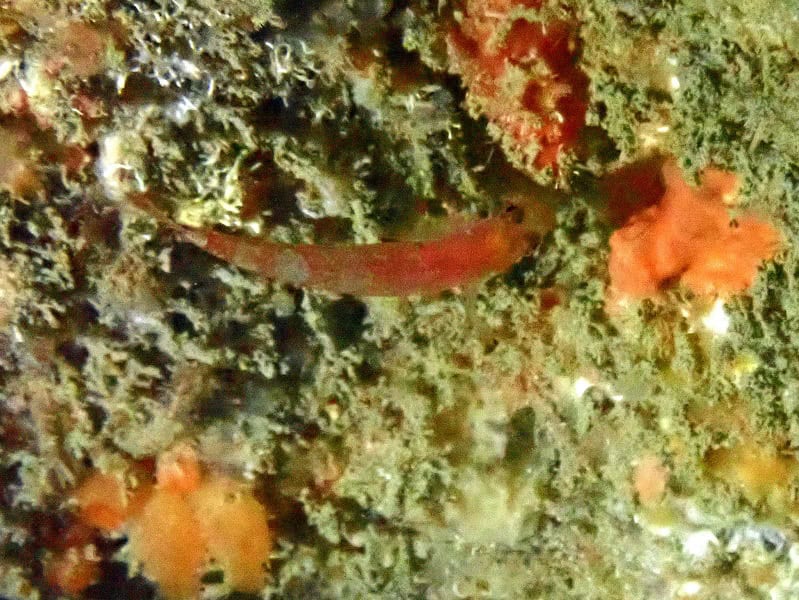 Mercier Fish