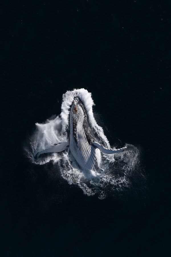 Nicholas Holton C(1)