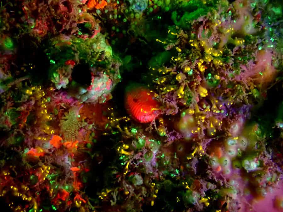 Pasquier Colors