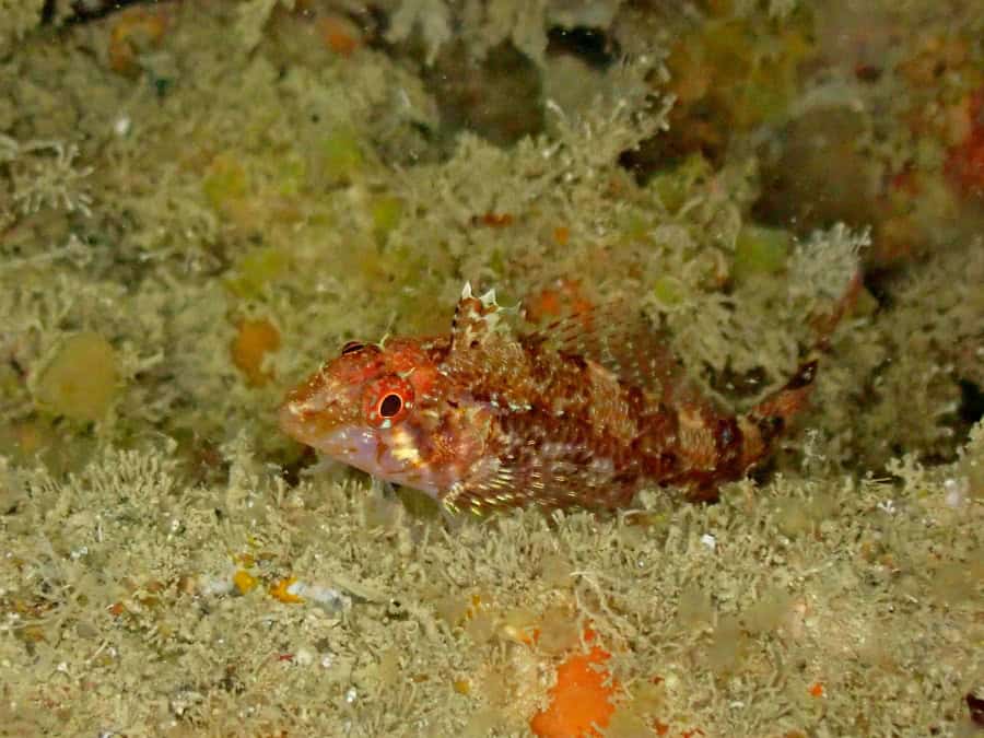 Pasquier Fish