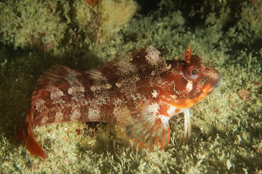 Fish Philippe Mfish