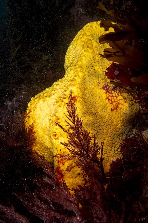 Ruhlmann Colors