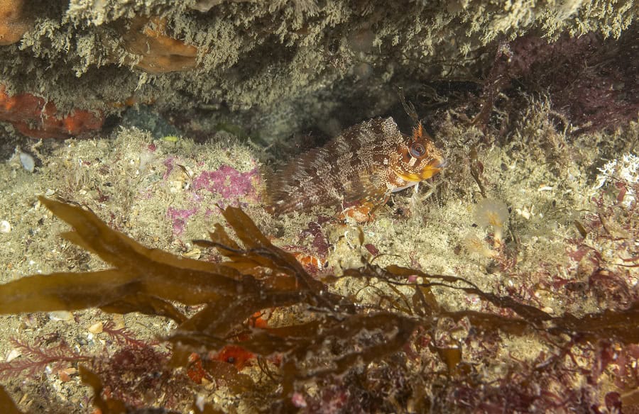 Ruhlmann Fish