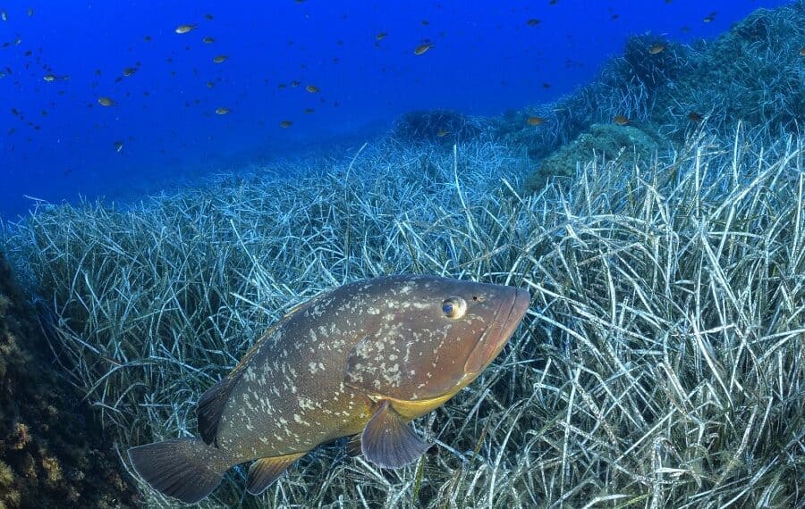 01 Clement Leca Marie Lamouret Fish Team 05 Hd 900x570