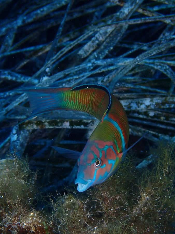 02 Philippe Lecomte Patrick Le Creurer Fish Team 10 Hd