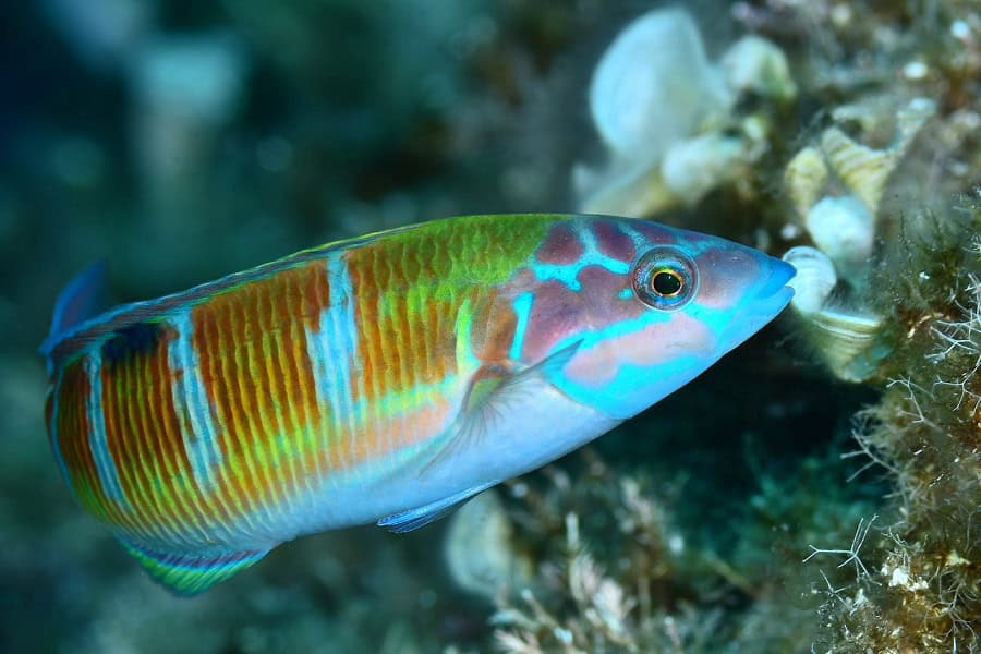 03 Sebastien Ameuw Delphine Fraysse Fish Team 09 Hd